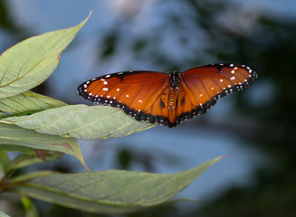 Wall Mural - isolated macro image of fancy butterfly, Queen butterfly (Danaus gilippus) 
