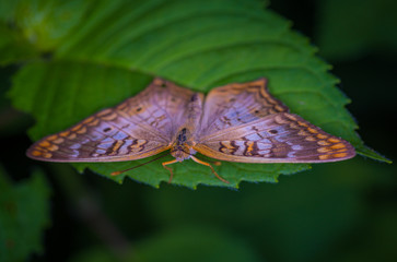 Wall Mural - white peacock butterfly
