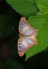 Wall Mural - white peacock butterfly