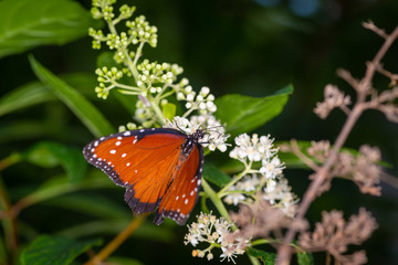 Wall Mural - isolated macro image of fancy butterfly, Queen butterfly (Danaus gilippus) 