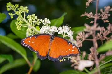 Wall Mural - isolated macro image of fancy butterfly, Queen butterfly (Danaus gilippus) 