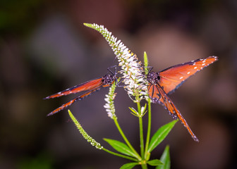 Wall Mural - isolated macro image of fancy butterfly, Queen butterfly (Danaus gilippus) 