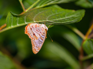 Wall Mural - isolated macro image of fancy butterfly, shallow depth of field