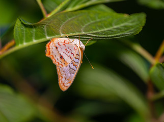 Wall Mural - isolated macro image of fancy butterfly, shallow depth of field