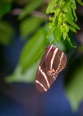 Wall Mural - isolated macro image of fancy butterfly