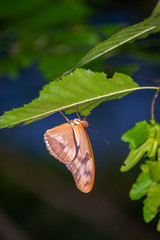 Wall Mural - isolated macro image of fancy butterfly, shallow depth of field
