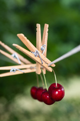 Wall Mural - whimsical image of bing cherries on a clothes line. There is a soft focus green and blue background . The fruit is hanging with a clothes pin. 