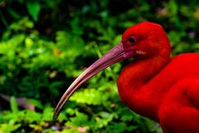 The Scarlet Ibis (Eudocimus Ruber) Is A Species Of Ibis In The Bird Family Threskiornithidae. It Inhabits Tropical South America And Islands Of The Caribbean.