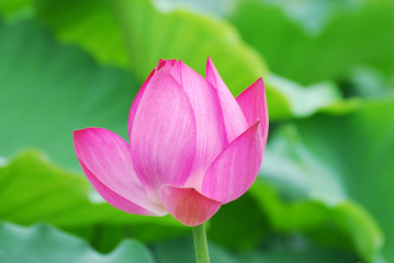 Canvas Print - blooming lotus flower in summer pond with green leaves as background