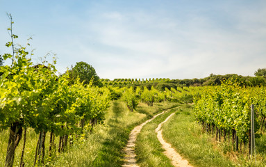 Vineyards of Vienna