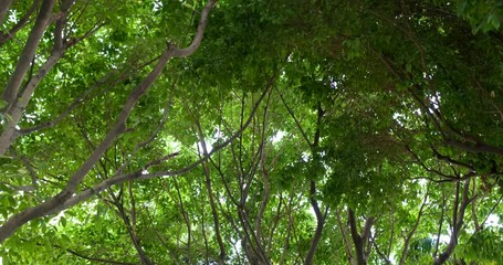 Wall Mural - walking though under the tree