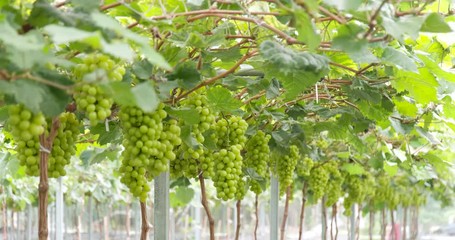 Wall Mural - Green grape farm garden