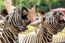 Funny Zebra Open Mouth And Show Teeth