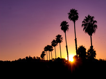 Incredible Horizontal View Of A Vivid Sunset With Sunburst And Silhouette Of Palm Trees