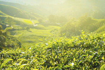 Close up of green tea leaves in a tea plantation in morning with dramatic sunlight.