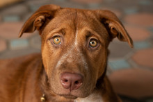 A Brown Dog Cross Hybrid Breed . Handsome American Pitbull Terrier At Home . Close Up Eye Texture .