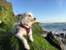 Small White Dog Relaxing At Beach