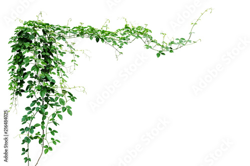 Cuadros en Lienzo Bush grape or three-leaved wild vine cayratia (Cayratia trifolia) liana ivy plant bush, nature frame jungle border isolated on white background, clipping path included