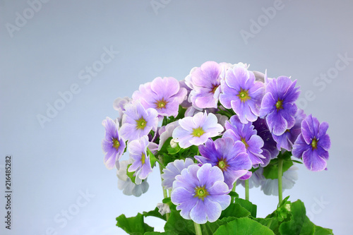 プリムラ ジュリアン オブコニカ 紫の花 冬の花 Stock Photo Adobe Stock プリムラ ジュリアン オブコニカ 紫の花 冬の花 Stock Photo Adobe Stock