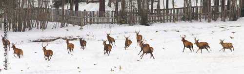 Zdjęcie XXL Grupa działający deers na łące przy zima czasem