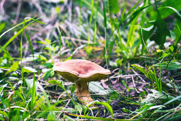 Forest mushroom in the grass on a natural background