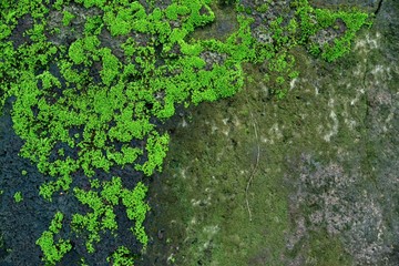 Photo depicting a bright green moss on an old stone wall. Moss background and texture.