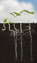 Wall Mural - Long roots of cucumber sprouts under ground