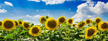 Field With Sunflowers Against The Blue Sky. Beautiful Landscape. Banner