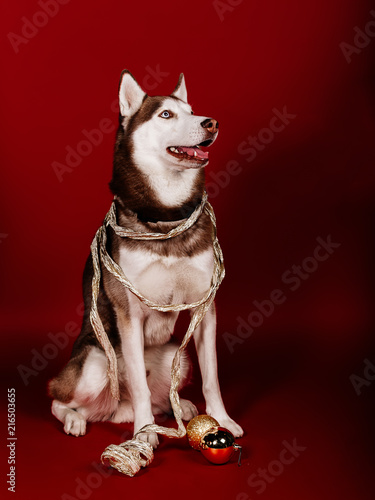 Zdjęcie XXL Zabawny portret psa rasy husky syberyjski