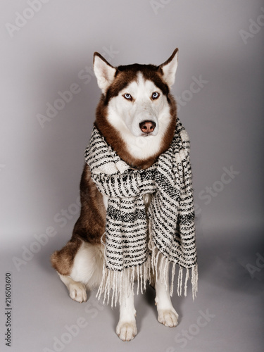 Plakat Zabawny portret psa rasy husky syberyjski