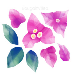 Canvas Print - Tropical Bougainvillea flowers and leaves