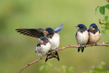 Four nestling barn swallows (Hirundo rustica) waiting for their parents.