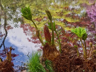 Canvas Print - Gunnera