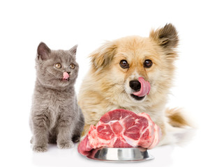 kitten and licking lips hungry dog sitting with a piece of raw meat. isolated on white background