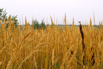 Grass in summer in a meadow