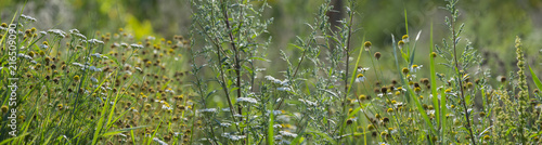 weeds on a field close up in the detail