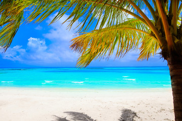 Poster - Dream beach with palm trees on white sand and turquoise ocean