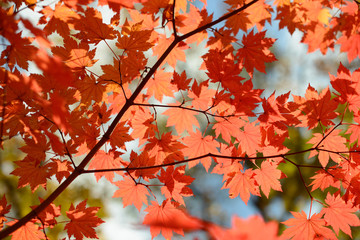 Wall Mural - Red maple leaves border at autumn forest, blurred background. Season changing. A tree branch of maple, fall.