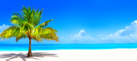 Surreal and wonderful dream beach with palm tree on white sand and turquoise ocean