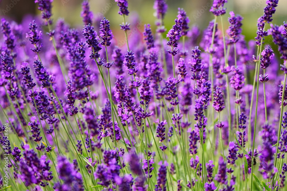 Blooming lavender in garden (violet flowers) - obrazy, fototapety, plakaty 
