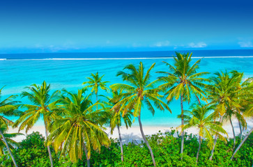 Palm trees on the sandy beach and turquoise ocean from above