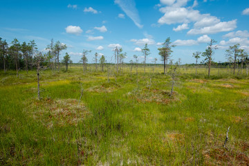 Wall Mural - swamp