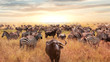 African buffalo and zebra in the African savannah at sunset. Serengeti National Park. African artistic image.