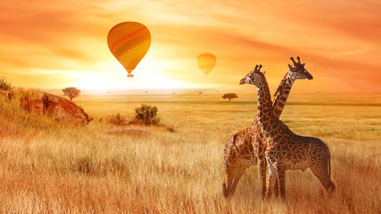 Wall Mural - giraffes in the african savanna against the background of the orange sunset. flight of a balloon in 