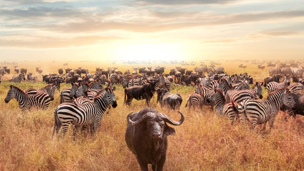 Wall Mural - african buffalo and zebra in the african savannah at sunset. serengeti national park. african artist