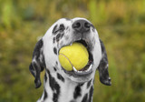 Fototapeta Koty - Cute dalmatian dog holding a ball in the mouth. Outdoor