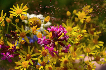 bouquet of beautiful flowers