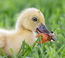 Muscovy Duckling Eating A Crawdad