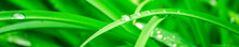 Green Background With Grass. Water Drops On The Green Grass. Drop Of Dew In Morning On A Leaf. Banner, Header For Web Design.