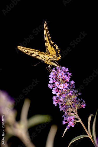 Zdjęcie XXL Papilio machaon na czarnym tle